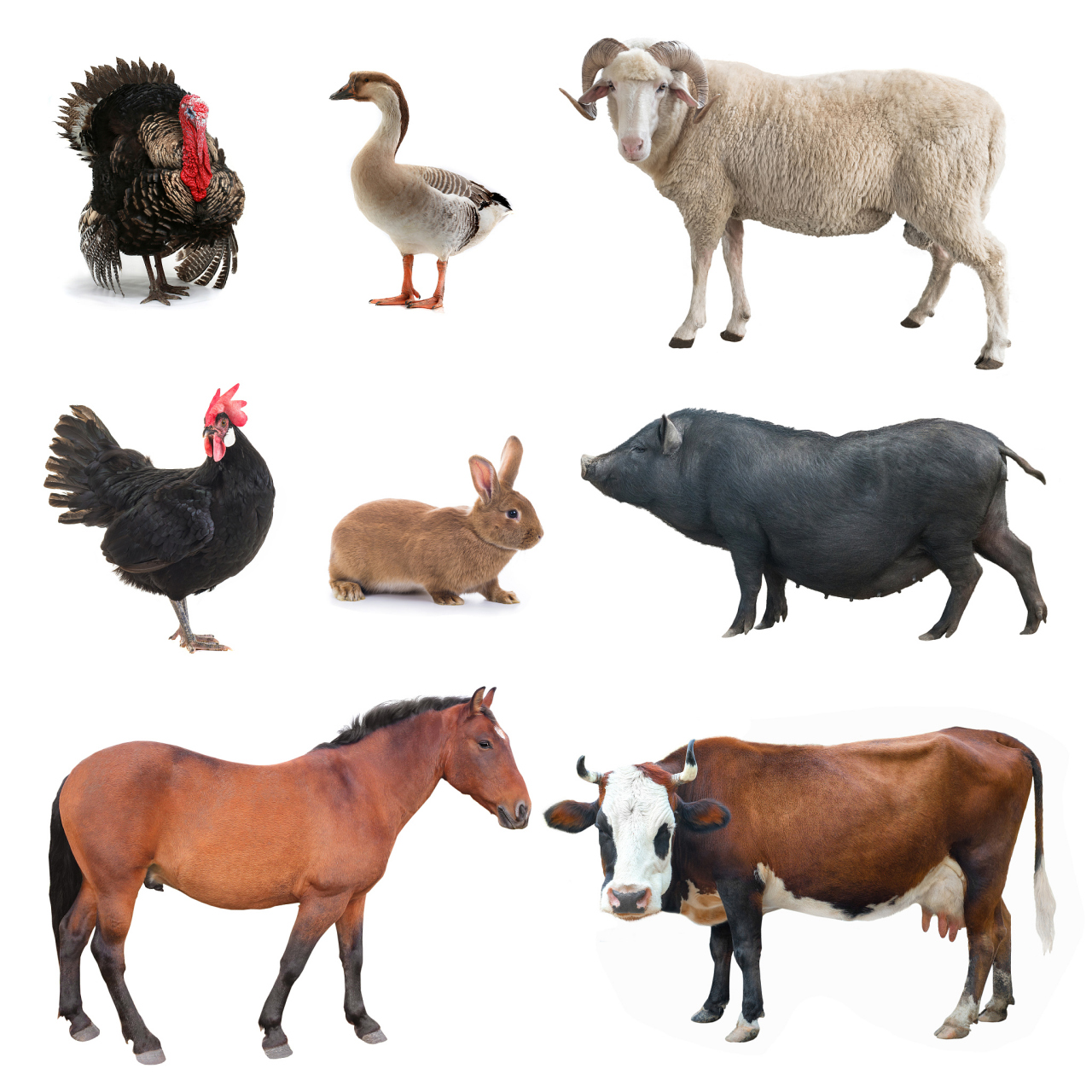 六畜與家禽家畜 傳統(tǒng)分類(lèi)與現(xiàn)代養(yǎng)殖