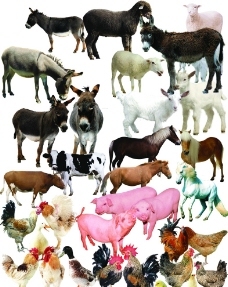 家畜與家禽 人類(lèi)馴養(yǎng)動(dòng)物的歷史圖鑒與生態(tài)貢獻(xiàn)